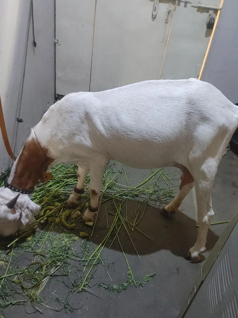 famale bakri — photo 2