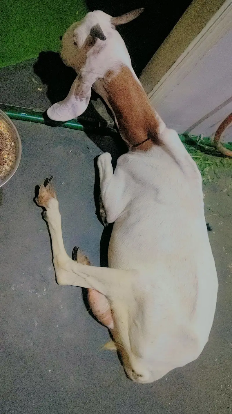 famale bakri — photo 3