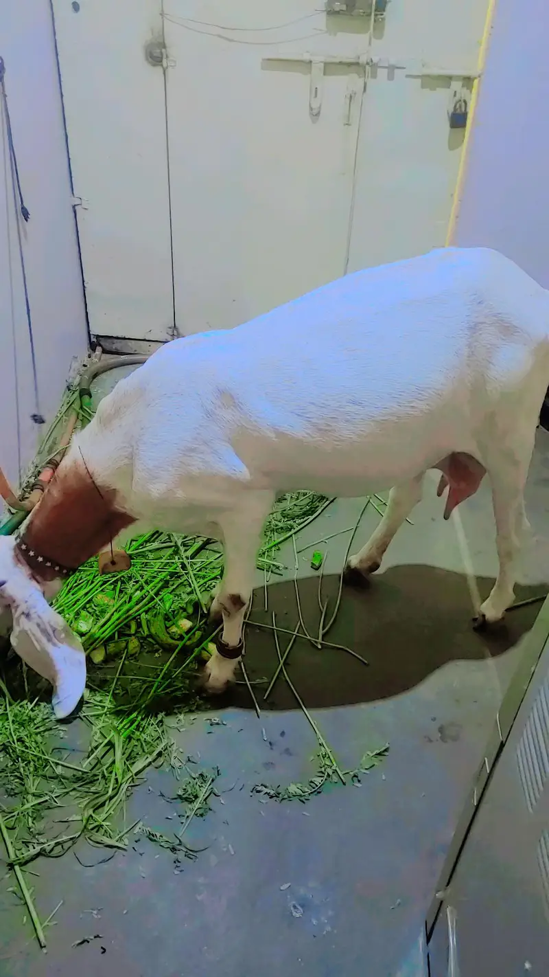 famale bakri — photo 4