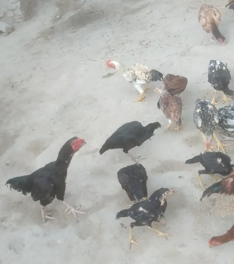 Aseel pathey munasib qimat — photo 3