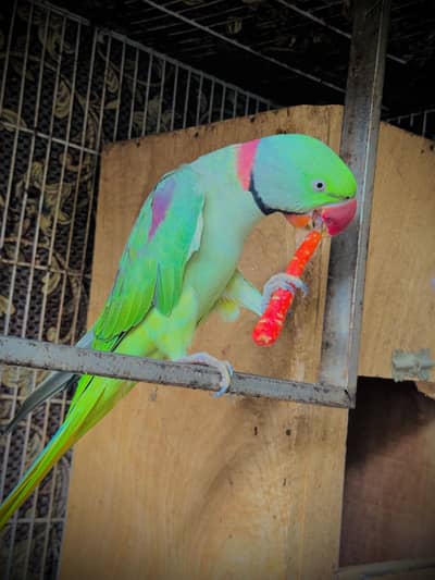 My parrot Looking for a New Home