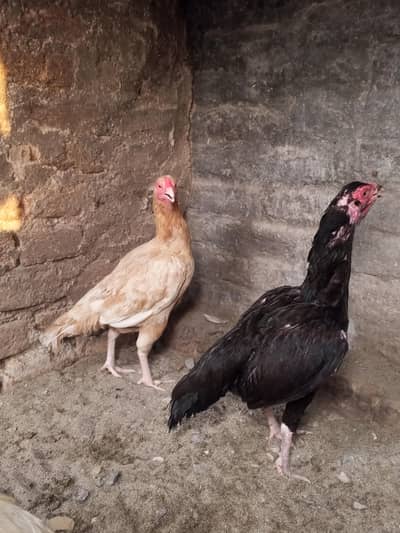 5000 for both best for eggs and chick hatching