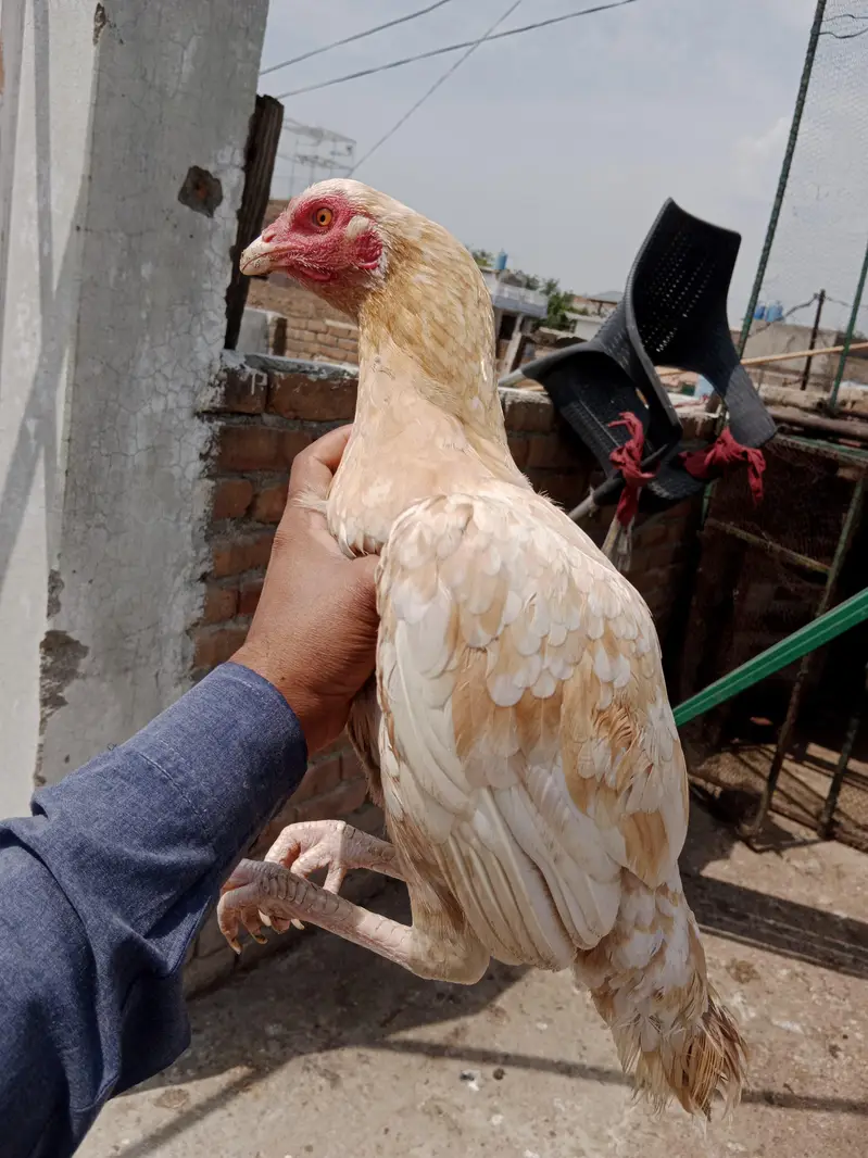 5000 for both best for eggs and chick hatching — photo 2