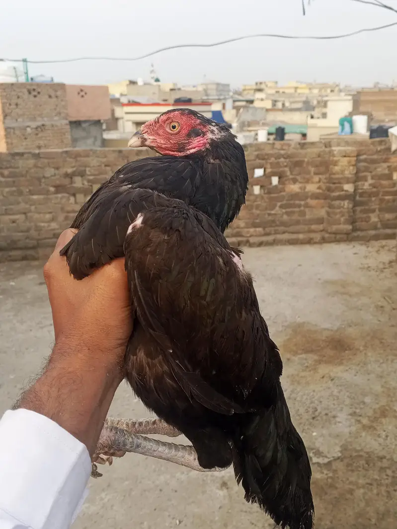 5000 for both best for eggs and chick hatching — photo 3