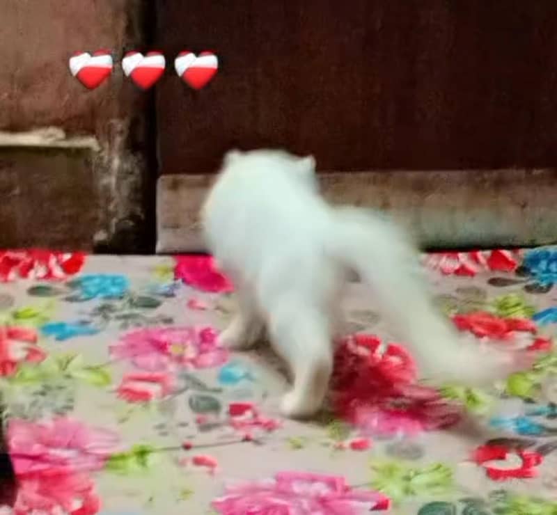 white cat 0