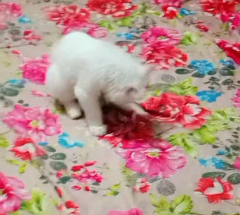 white cat 1