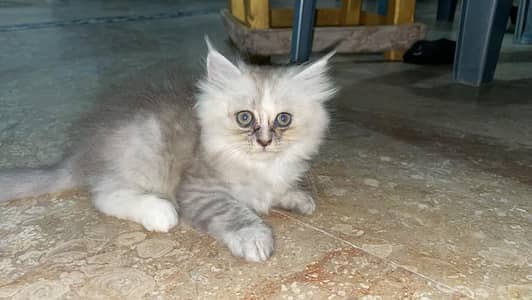 Top Quality Punch Face Persian Kitten for Cat Lovers