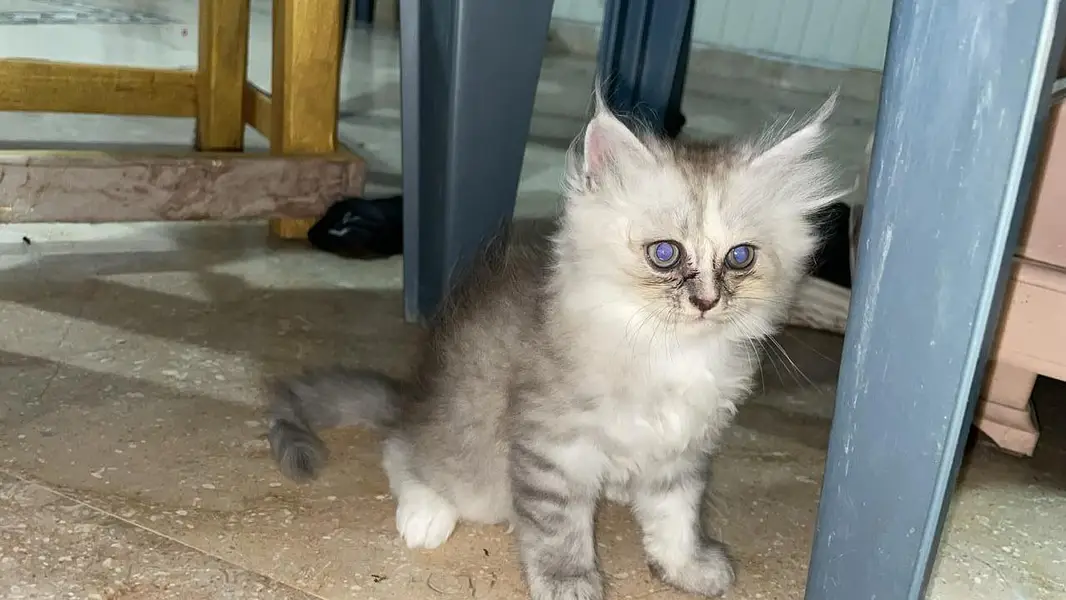 Top Quality Punch Face Persian Kitten for Cat Lovers — photo 2