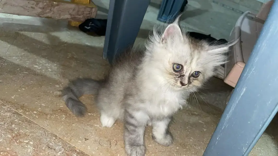 Top Quality Punch Face Persian Kitten for Cat Lovers — photo 3
