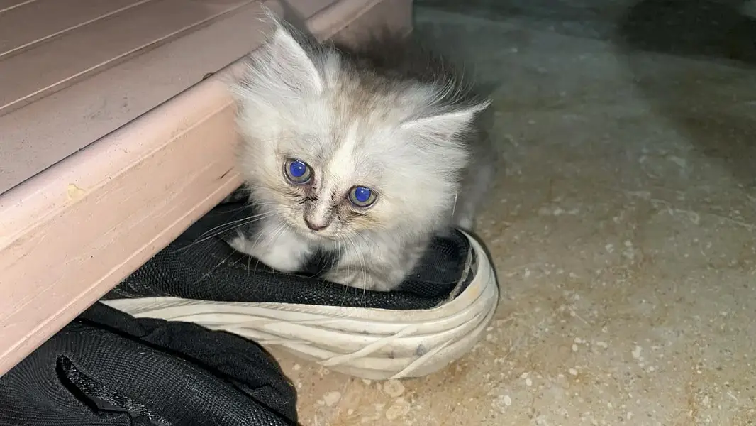 Top Quality Punch Face Persian Kitten for Cat Lovers — photo 4