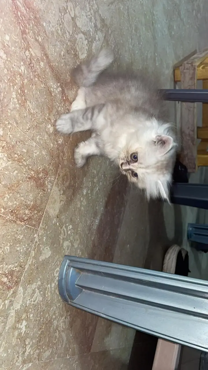 Top Quality Punch Face Persian Kitten for Cat Lovers — photo 5
