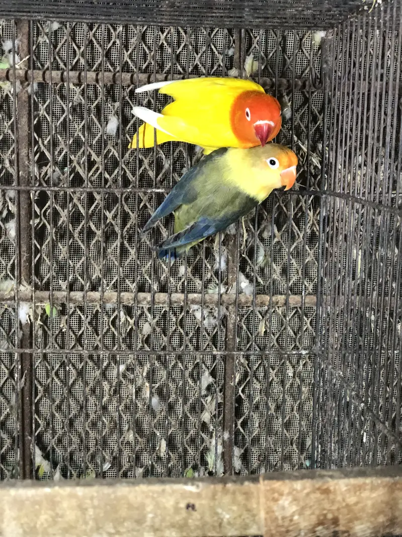 LoveBirds  & cages — photo 3