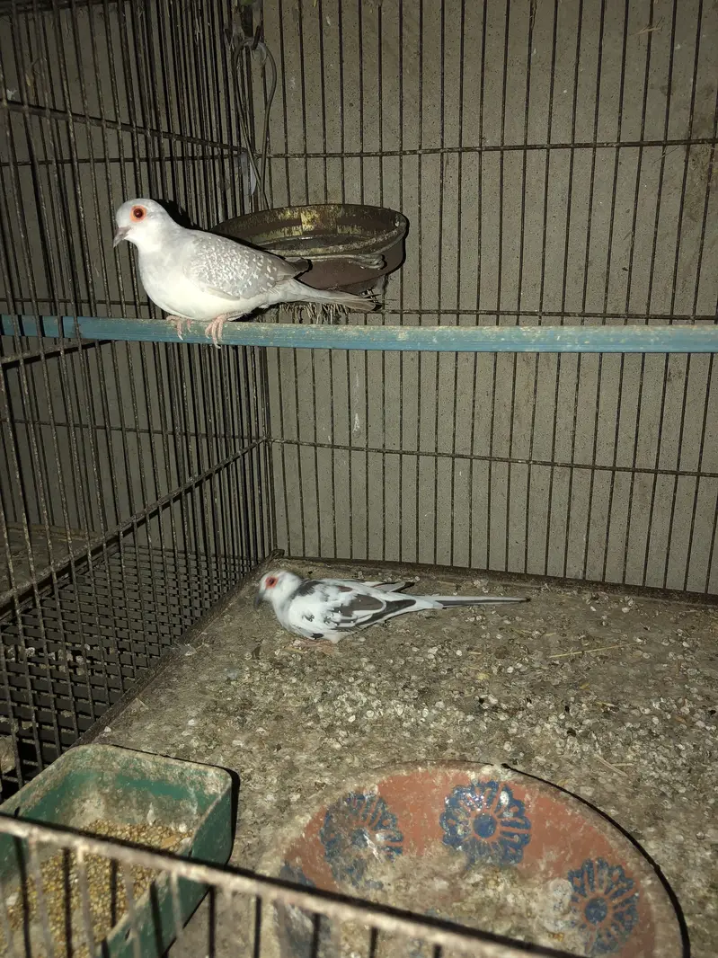 LoveBirds  & cages — photo 4