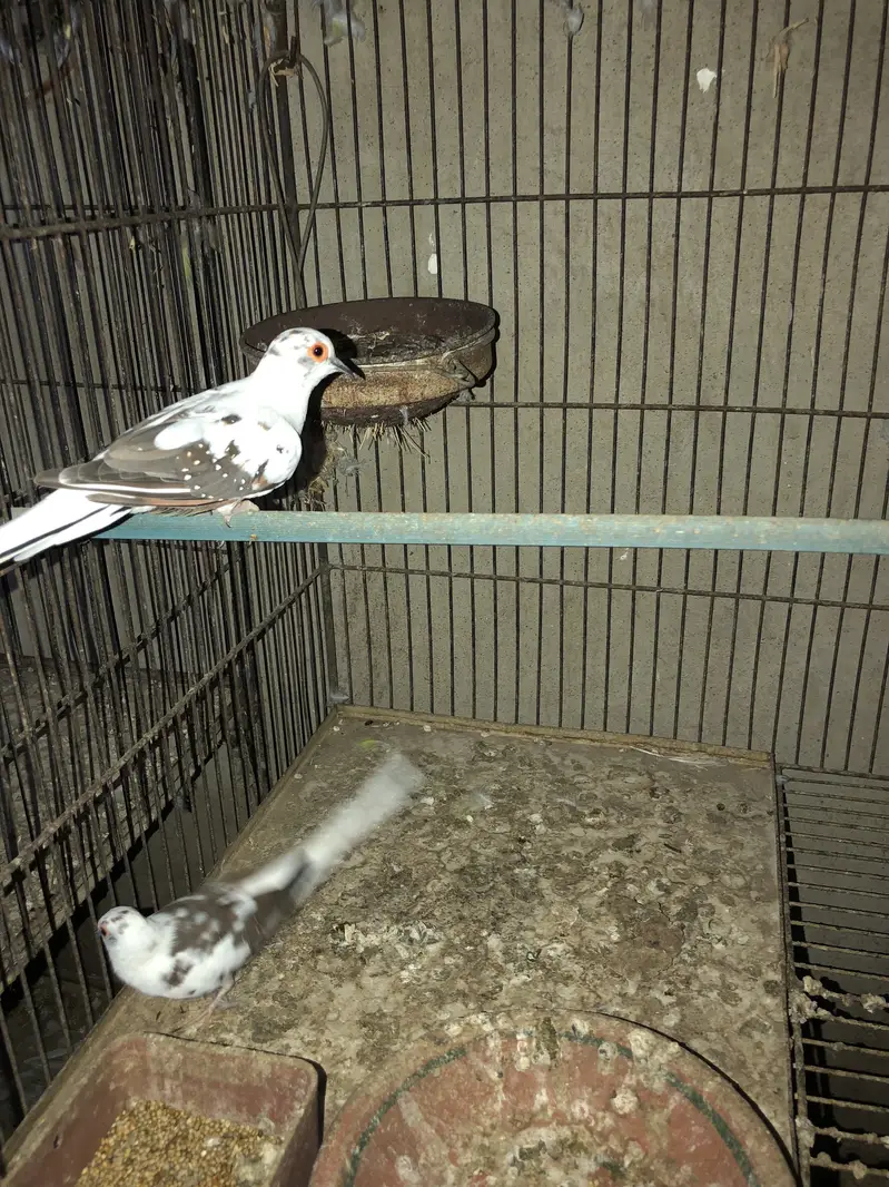 LoveBirds  & cages — photo 9