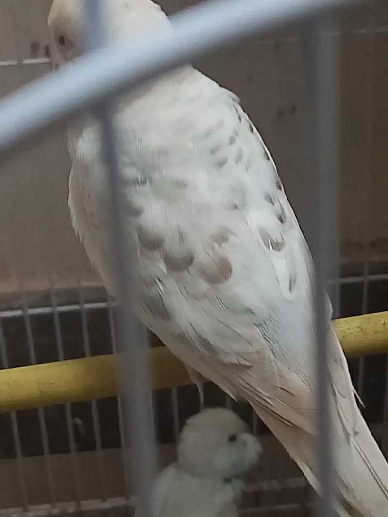 red-eye fellow — photo 2