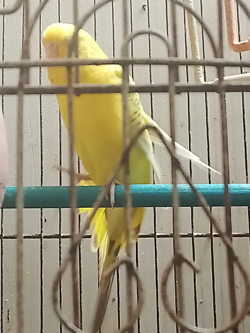 red-eye fellow — photo 5