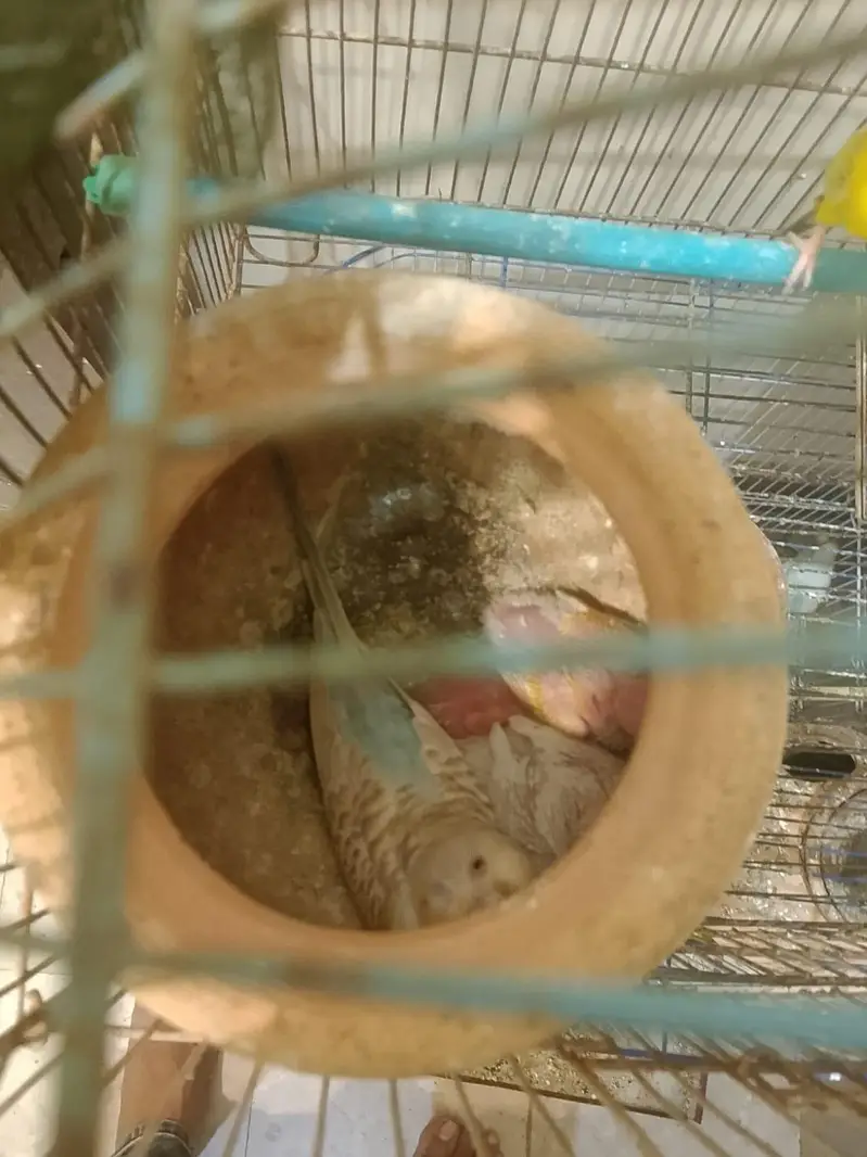 red-eye fellow — photo 6