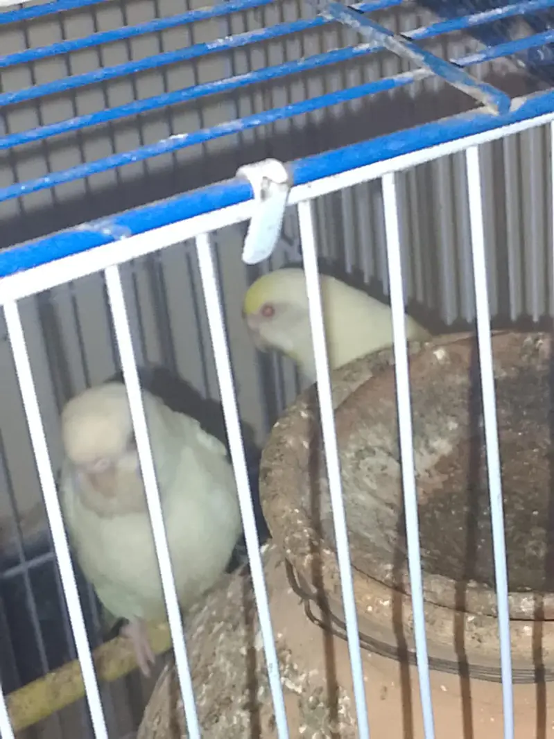 red-eye fellow — photo 7