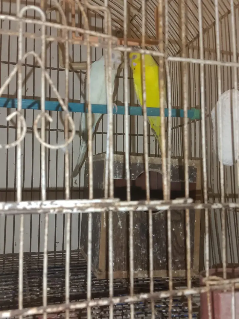 red-eye fellow — photo 9