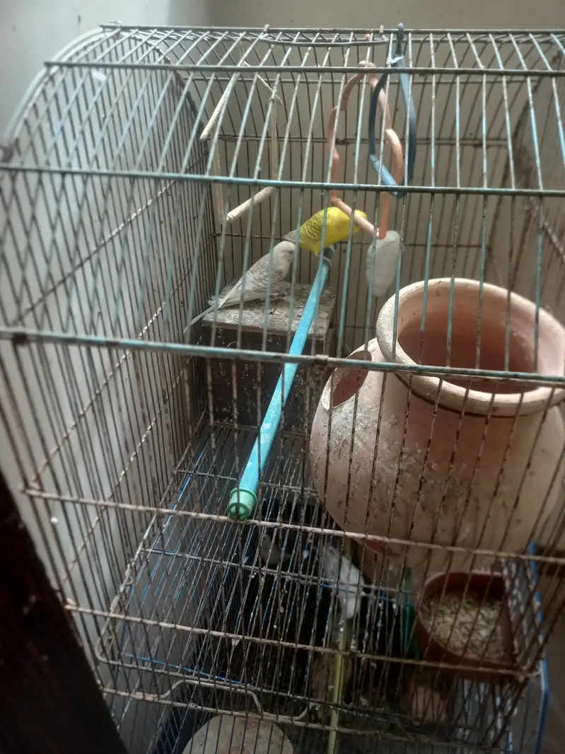 red-eye fellow — photo 10