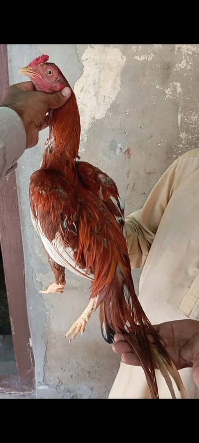lambi dum Peela zahreela aseel patha pure
