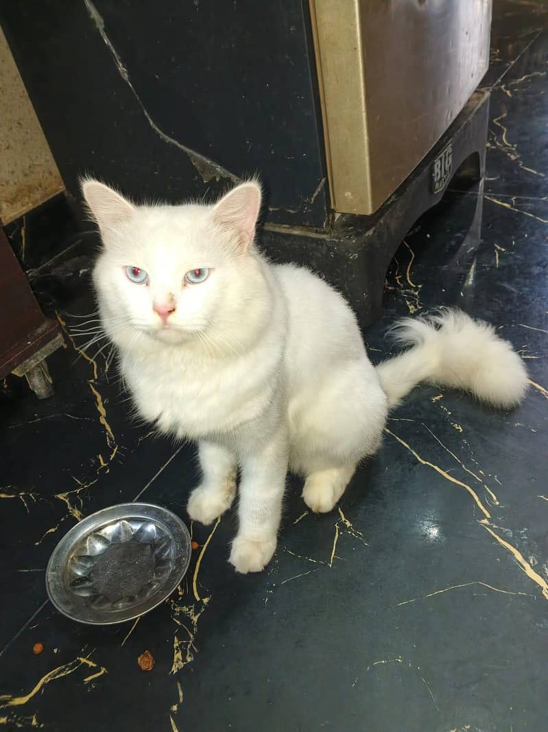 wight cat 0