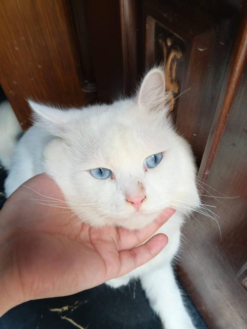 wight cat 1
