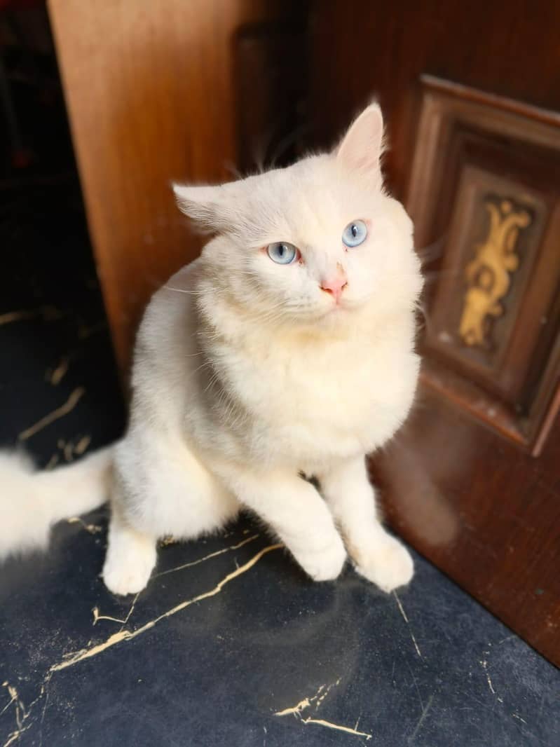 wight cat 2
