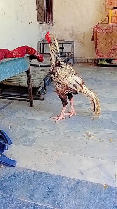 pure aseel murgha 03.15. 4366.091 whatsapp number