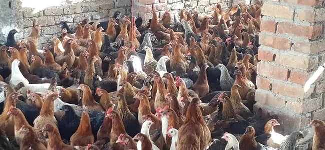 golden misri |desi hens | golden misri pathi |4 month | each price 900