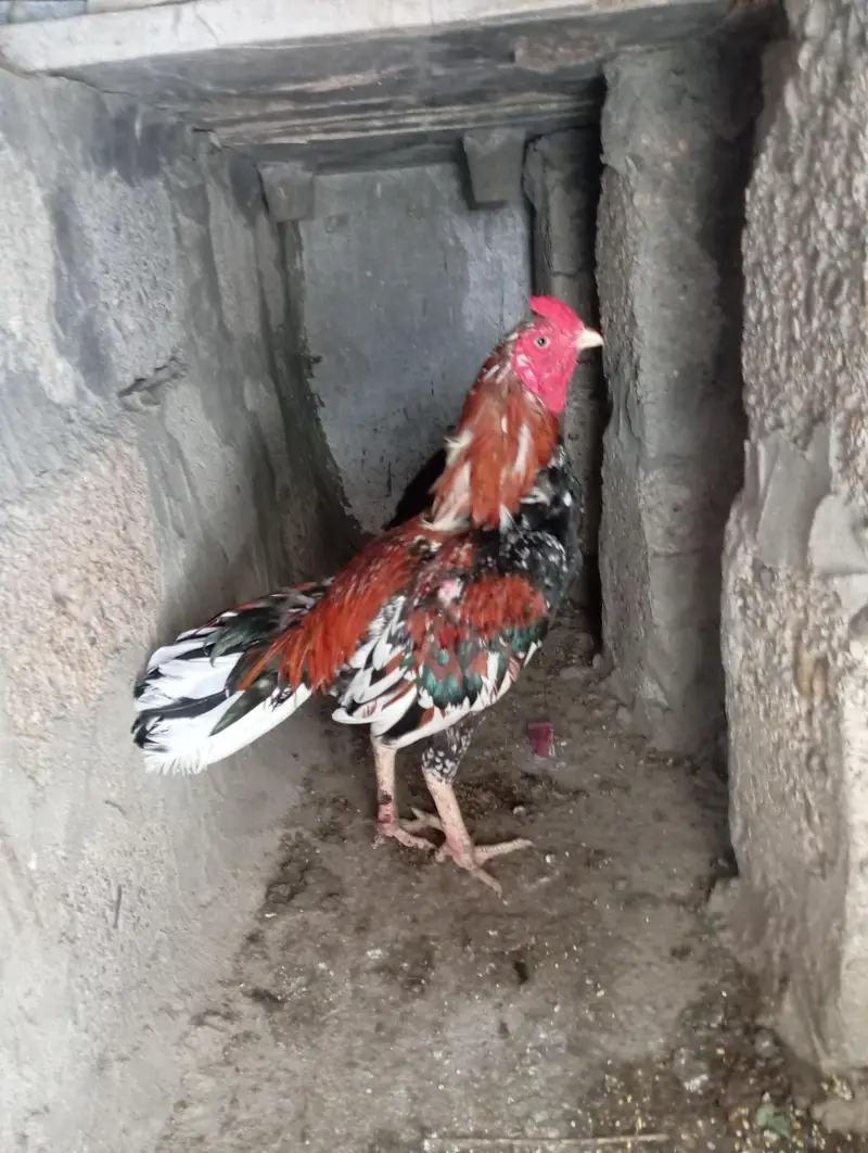 aseel miawali male female pair — photo 4