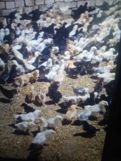 golden misri chiks available