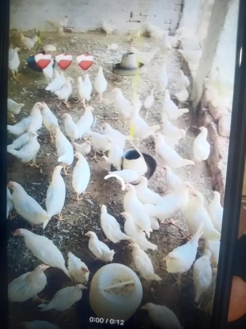 golden misri chiks available — photo 4