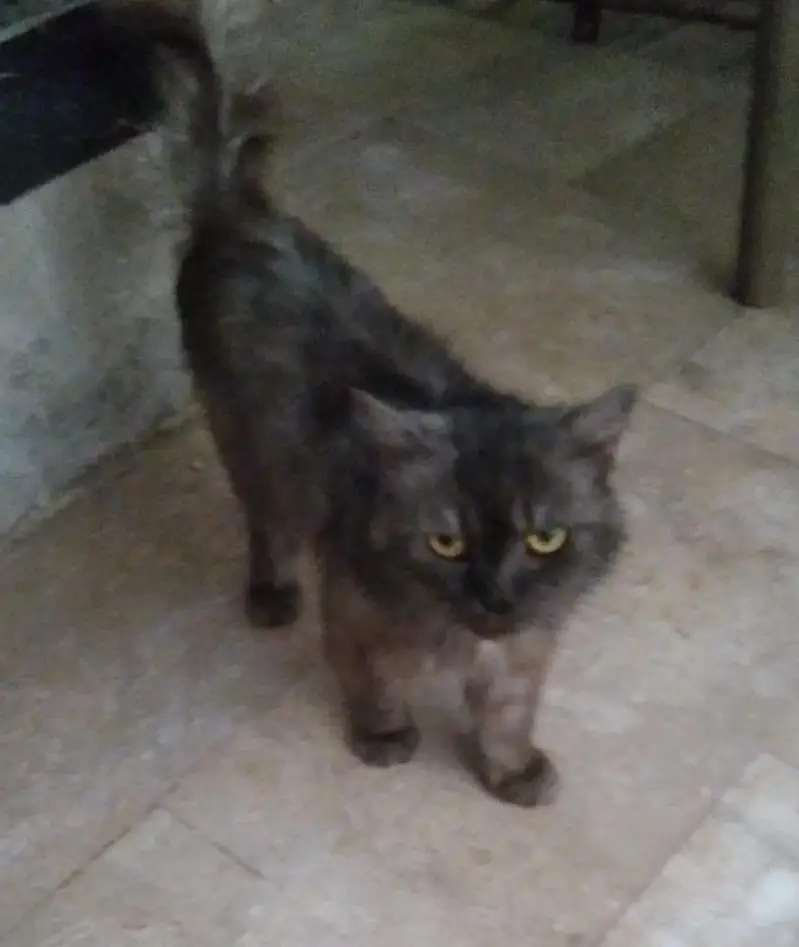  بلی فروخت کے لیے — photo 2