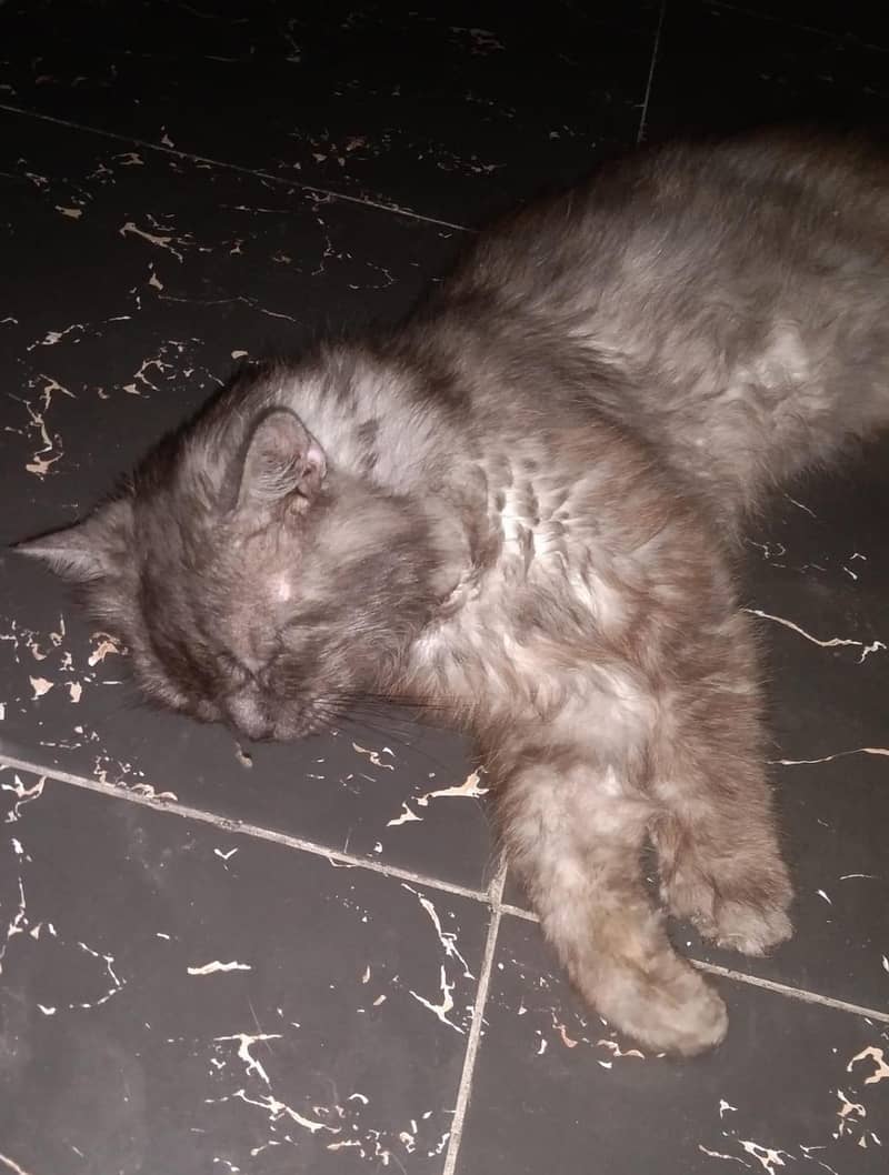  بلی فروخت کے لیے 2