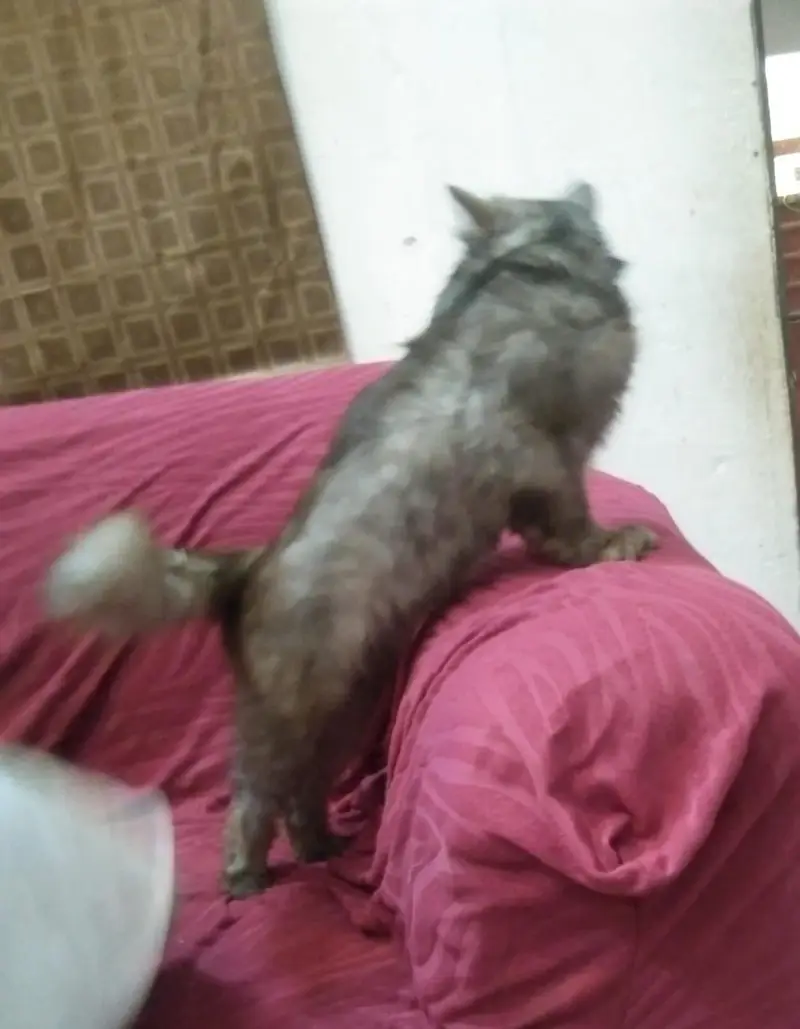  بلی فروخت کے لیے — photo 5