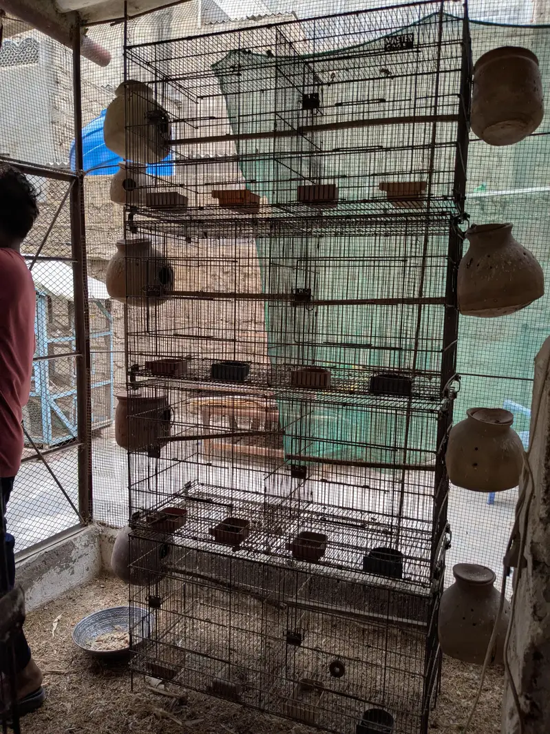 Birds Cage for sell — photo 2