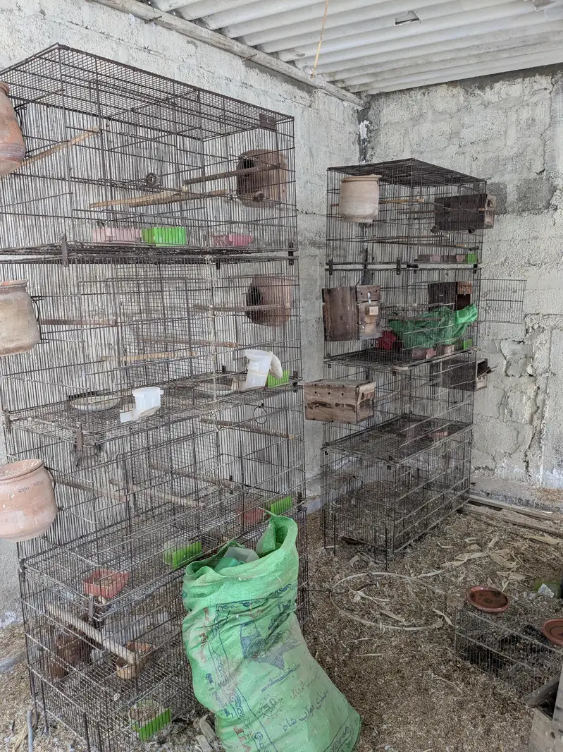 Birds Cage for sell — photo 3