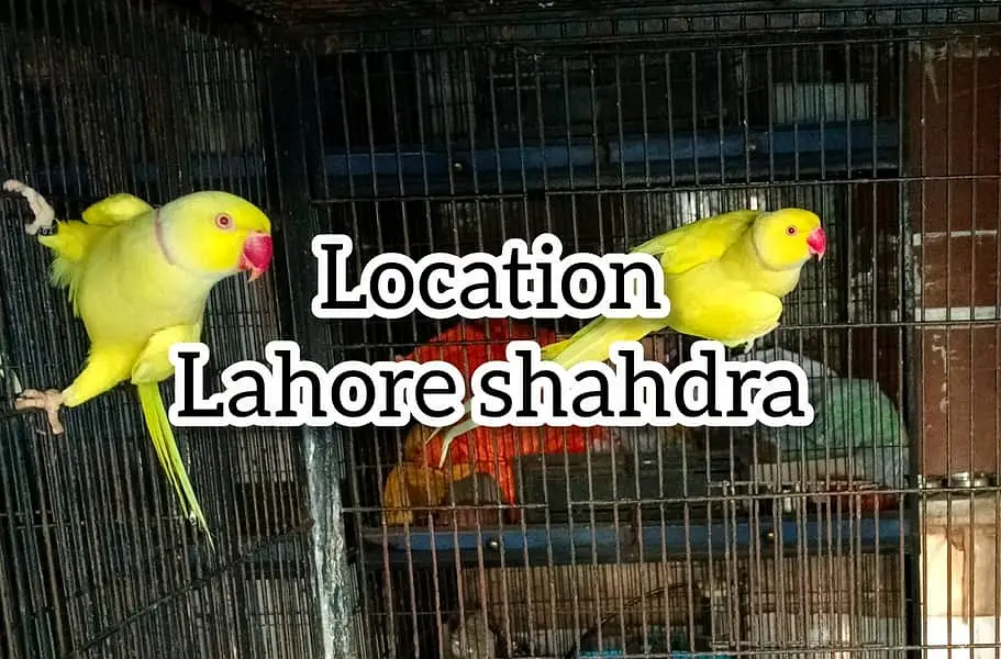 Yellow parrot Male | Yellow birds _parrots for sale
