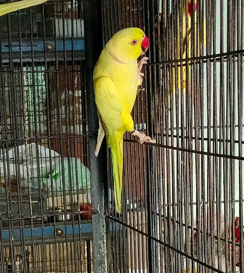 Yellow parrot Male | Yellow birds _parrots for sale — photo 2