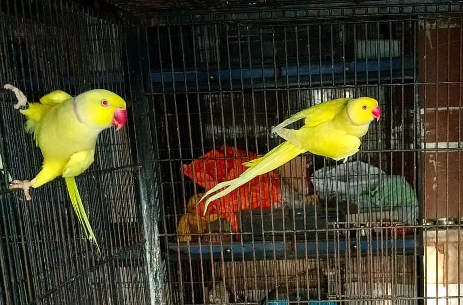 Yellow parrot Male | Yellow birds _parrots for sale — photo 3