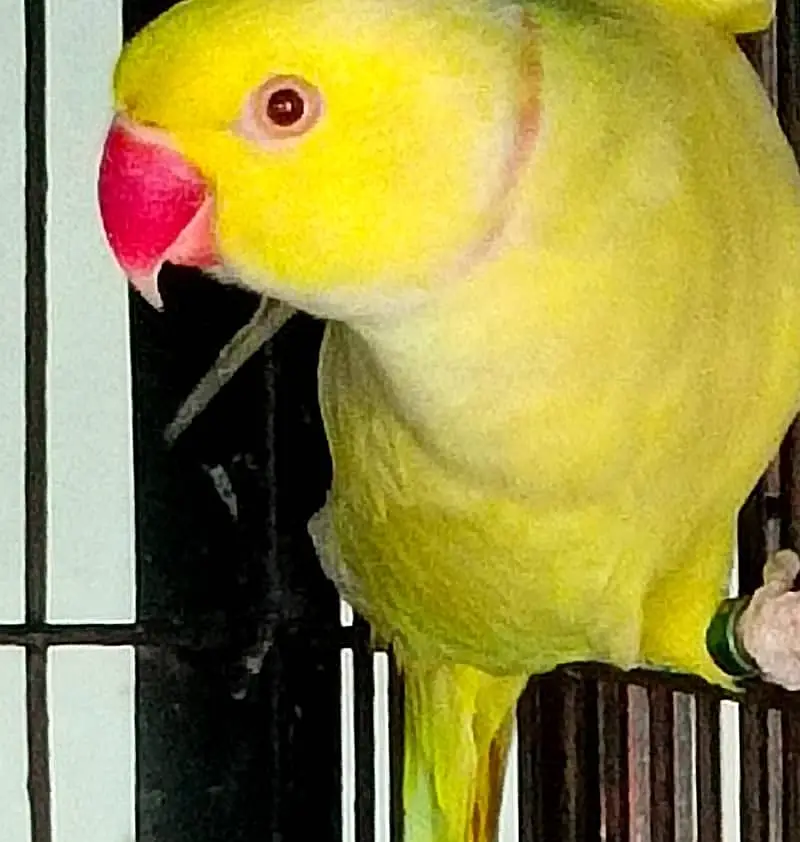 Yellow parrot Male | Yellow birds _parrots for sale — photo 4