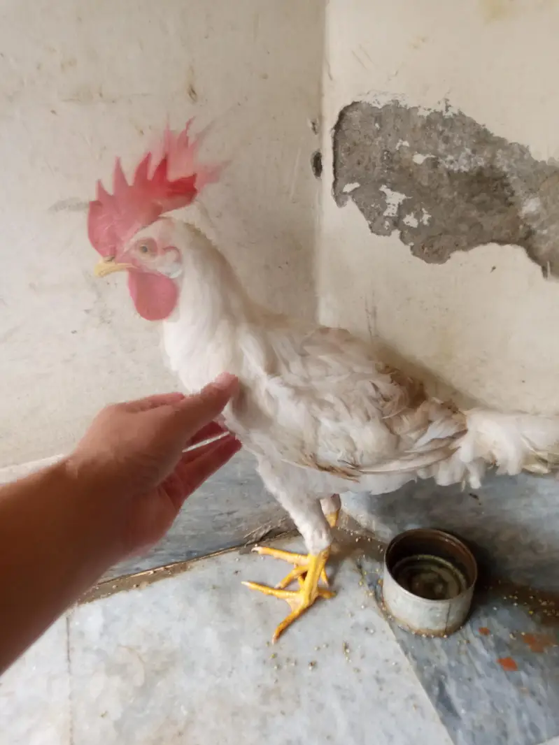 2 desi males  one os of 1 year and other is of 4 months — photo 2
