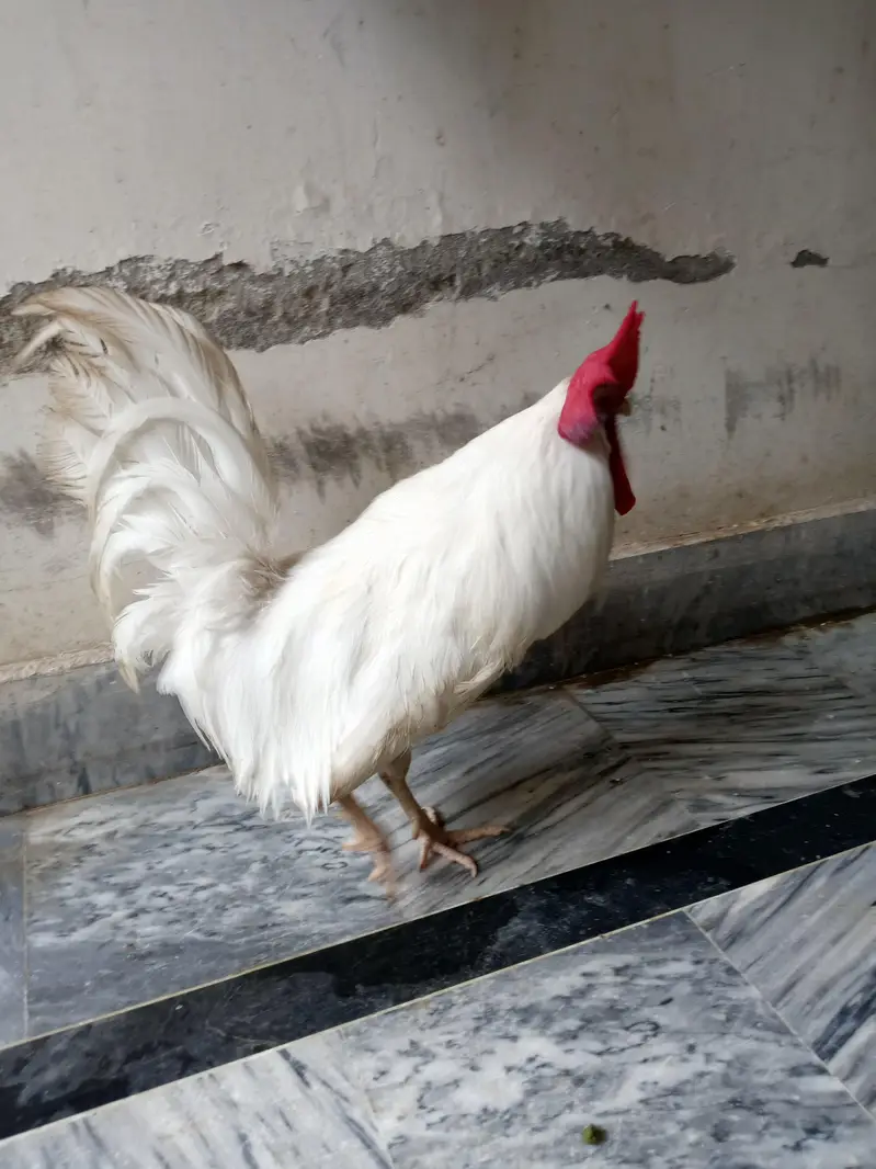 2 desi males  one os of 1 year and other is of 4 months — photo 3