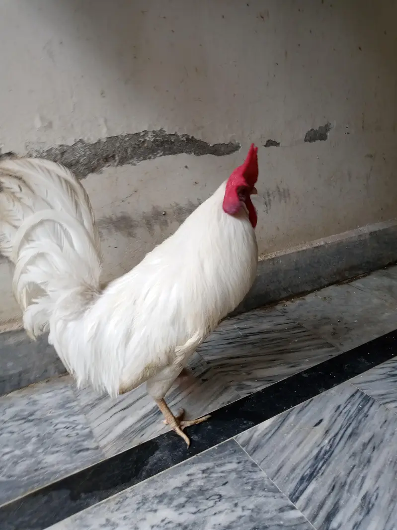 2 desi males  one os of 1 year and other is of 4 months — photo 4