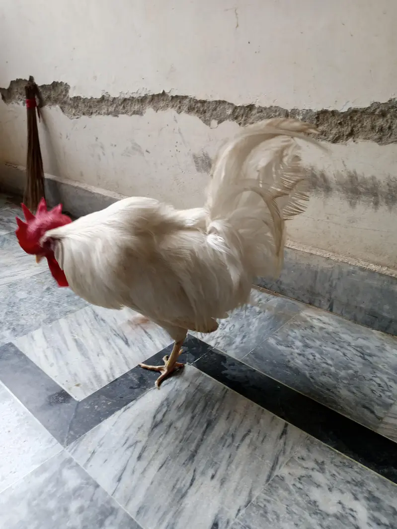 2 desi males  one os of 1 year and other is of 4 months — photo 5