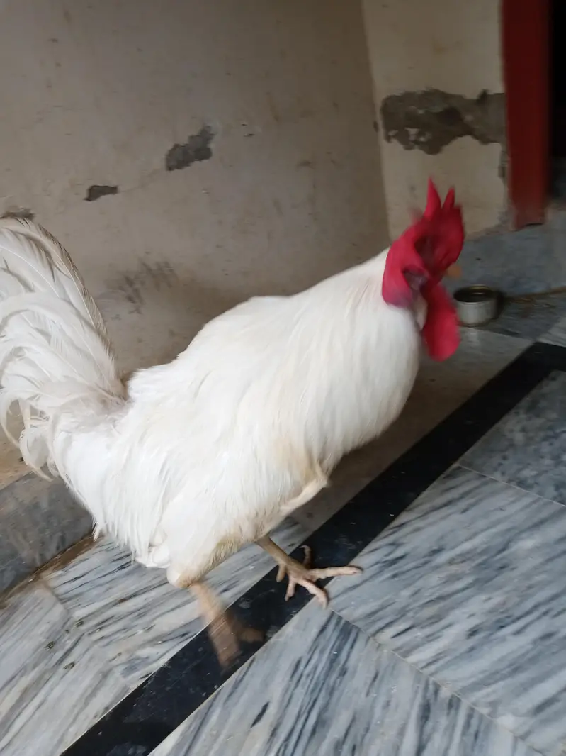 2 desi males  one os of 1 year and other is of 4 months — photo 6