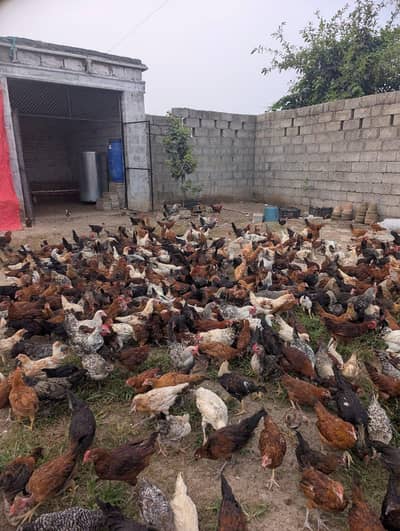 silver golden chicks for sale