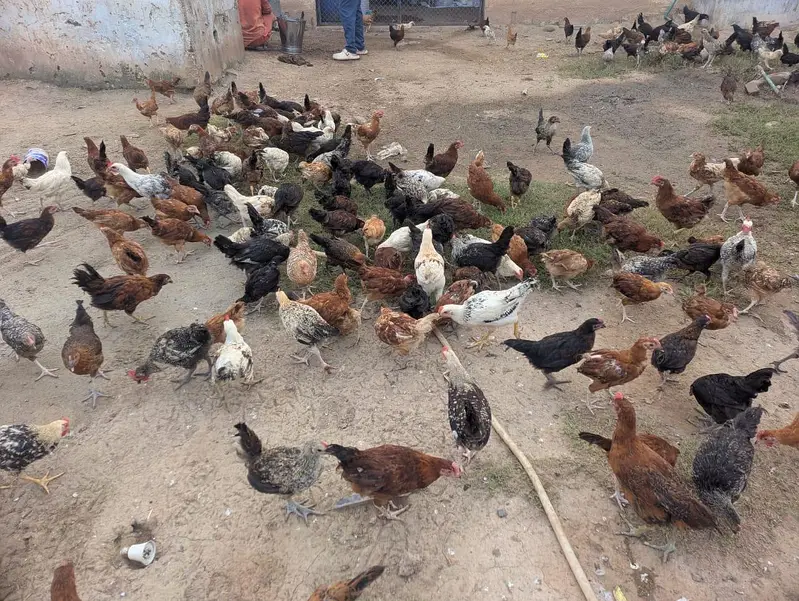 silver golden chicks for sale — photo 3