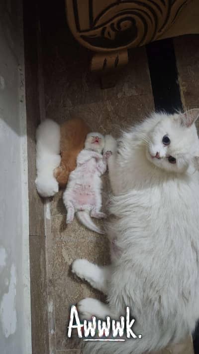 Persian female cat with 3 babies